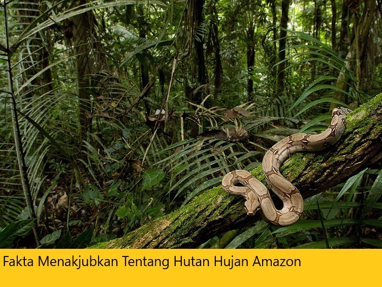 Fakta Menakjubkan Tentang Hutan Hujan Amazon